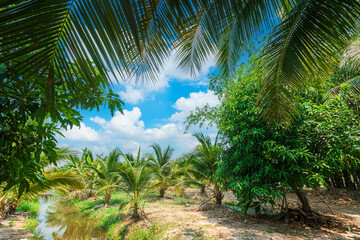 Fototapeta premium Green Banana and Coconut tree plantation in nature farm with a water canal a tropical rain forest the garden integrated agriculture nature the garden with daylight blue sky white clouds in Thailand.