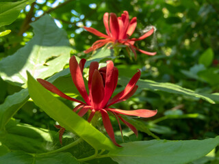 Calycanthus or sweetshrub red flowers and bright green foliage