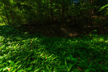 beautiful green callisia fragrans plant at Huai Kaeo waterfall at Huai Kaeo waterfall National Park in tourist attraction with green forest nature in Chiang Mai,Thailand.