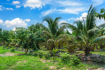 Fototapeta premium Green Banana and Coconut tree plantation in nature farm with a water canal a tropical rain forest the garden integrated agriculture nature the garden with daylight blue sky white clouds in Thailand.