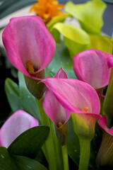 pink calla flower in garden