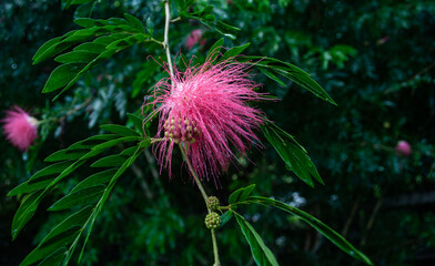 Pink Silk Tree, beautiful pink flower in the garden, Albizia julibrissin rosea,