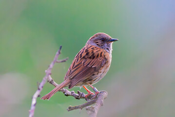 Dunnock