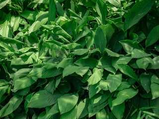 The green leaves of the turmeric plant are planted in the forest