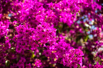A branch of purple bougainvillea flowers of bright color.