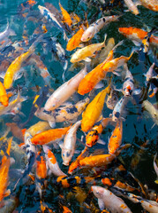 There are many colorful Japanese carp fish swimming in the water. Fish farm. The pond is teeming with a school of large fish.