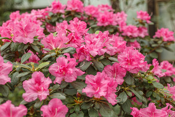 Beautiful blooming pink Azalea bushes