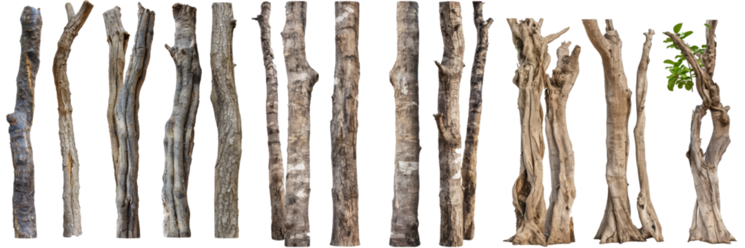 Isolated white tree trunks and tropical stems