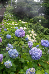 Obraz premium 鎌倉245 成就院31 紫陽花