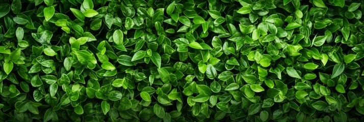 Obraz premium Lush green leaves background, horizontal blur featuring dense foliage with vibrant green colors and rich textures, creating a fresh and natural feel, ideal for a banner with space for textNatural 