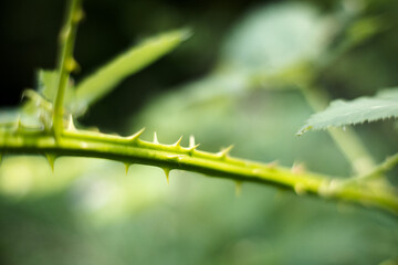 Kolce jako forma bezpieczeństwa rośliny.