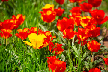 Wild Red Data Book tulips Greig in the fields of Kazakhstan. Spring flowers under the rays of sunlight. Beautiful landscape of nature. Hi spring. Beautiful flowers on a green meadow.