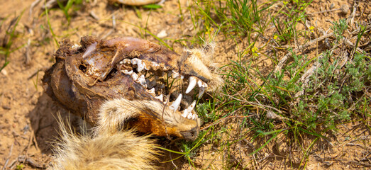 Close-up of a fox corpse. The carcass of a fox lies on the ground, the skull bones and torn skin are visible.