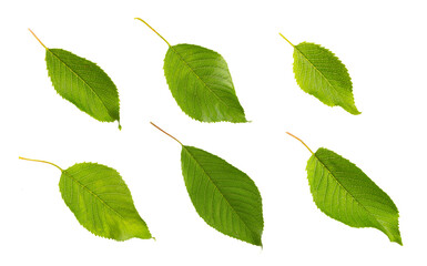 Cherry leaf isolated on white background. Set of green fruit leaves flat lay.
