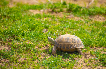 Turtle in the steppe of Kazakhstan. Turtle in the grass.