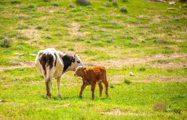 Obraz premium A cow and a newborn calf graze on a pasture in a green meadow. The concept of animal husbandry and organic food.