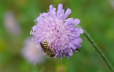 Wildbiene auf Blüte