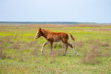 A newborn foal grazes in a meadow, eats grass, walks and frolics. Pregnant horses and foals,...