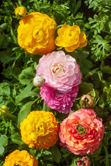 Blühende bunte Ranunkel Blumen  (Ranunculus asiaticus), Deutschland