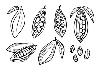 Fototapeta premium Cocoa beans hand drawn set. Black vector line illustration collection isolated on white background.