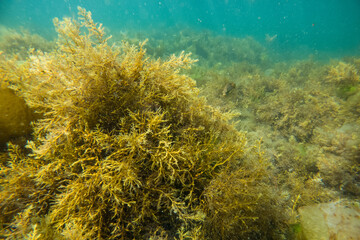 Algues sous l'eau en Bretagne