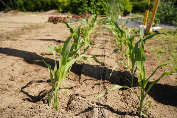 トウモロコシの苗