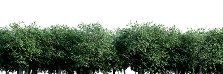 Dense tree line with lush green foliage in daylight