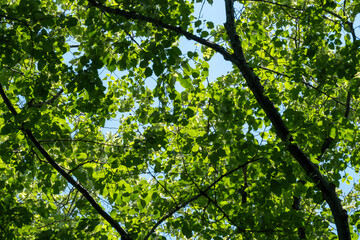 Fototapeta premium green leaves in the sun