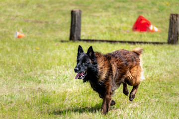 Military dog and military dog trainer, dog team