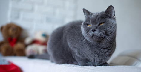 Horizontal close-up portrait of beautiful confident shorthair British cat sitting and resting on...
