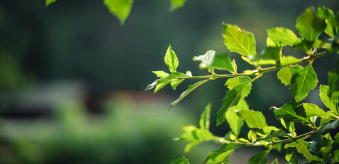 Green leaves in nature in summer,ecology wallpaper background
