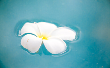 A Plumeria flower floats on the water in a pond. White tropical frangipani flower. Tropical landscape of beautiful plants and flowers. The concept of calm and tranquility.