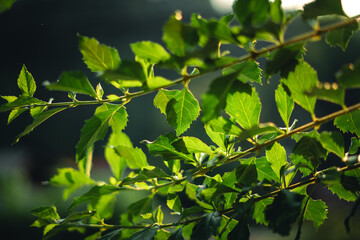 Green leaves in nature in summer,ecology wallpaper background