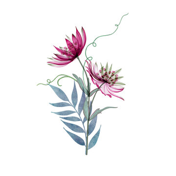 Spring romantic flower bouquet isolated on white Astrantia Major flowers composition Great Masterwort transparent flower watercolor illustration  flowers and leaves set