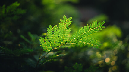 Green leaves in nature in summer,ecology wallpaper background