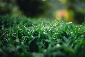 Green grass background in evening summer,Dark green grass in nature
