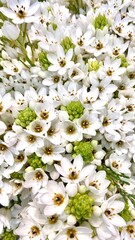 beautiful bright and colorful flowers