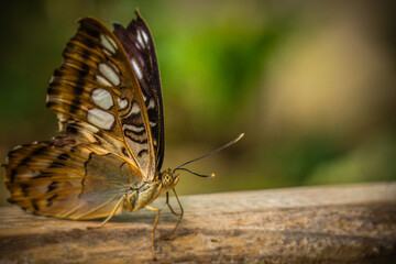 Papillon butinant des fleurs.