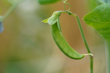 絹サヤ
えんどう豆