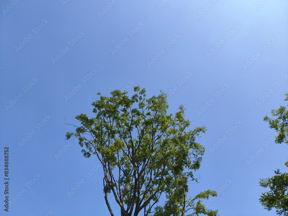 Canvas Prints Scenic view of tree tops against clear blue sky