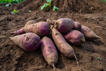 Image of a pile of purple sweet potatoes placed in a field. The tubers are arranged neatly and regularly in the yard with agricultural land in the background