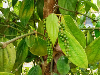 Black pepper (Piper nigrum). Black pepper plant with green berries and leaves. Black pepper on the tree. Pepper plant plantation.