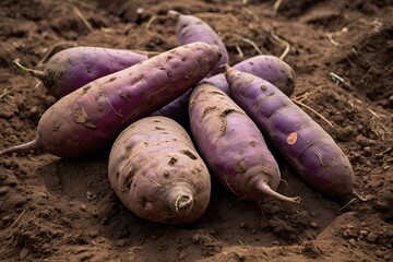 Image of a pile of purple sweet potatoes placed in a field. The tubers are arranged neatly and regularly in the yard with agricultural land in the background