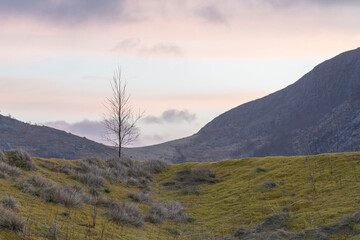 Evening Mountain Landscape With Lonely Tree.