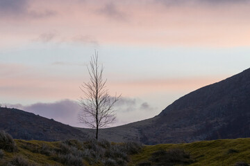 Silhouette Of A Small Tree At Evening.