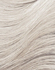 Blond hair close-up as a background. Women's long blonde hair. Beautifully styled wavy shiny curls. Hair coloring. Hairdressing procedures, extension. White hair