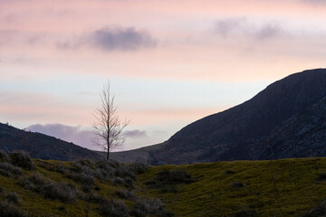 Morning Mountain Landscape With Lonely Tree.