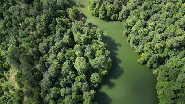 Bird's eye view of bright, vibrant green forest lake, aerial flyover