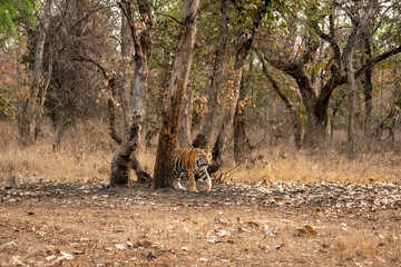wild male bengal tiger or panthera tigris on territory stroll or walking in summer season morning...
