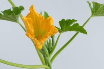 ズッキーニの苗